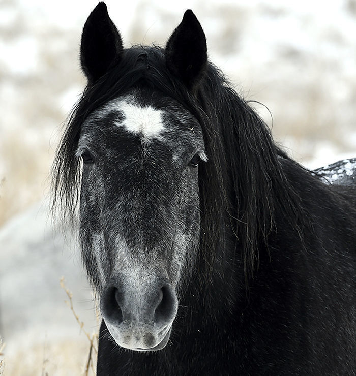 Wild horse in the Bitterroot Valley